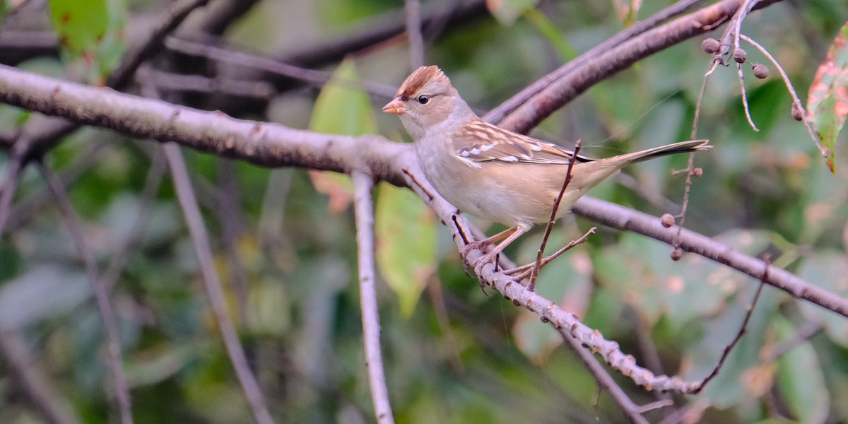 loveworld01's tweet photo. Hudsonian Godwit, white crown sparrow, American golden plover and eastern towee at Jamaica bay wildlife east pond this morning @BirdQueens @RamsarConv @Audubon_GL @audubonsociety @JBRPC https://t.co/lmCZSDCnxa