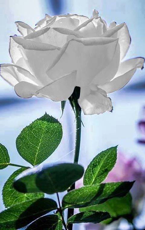 Francesca_runca @Cate Francesca💖😺🐕 ☮🕉☸☯ tweet media