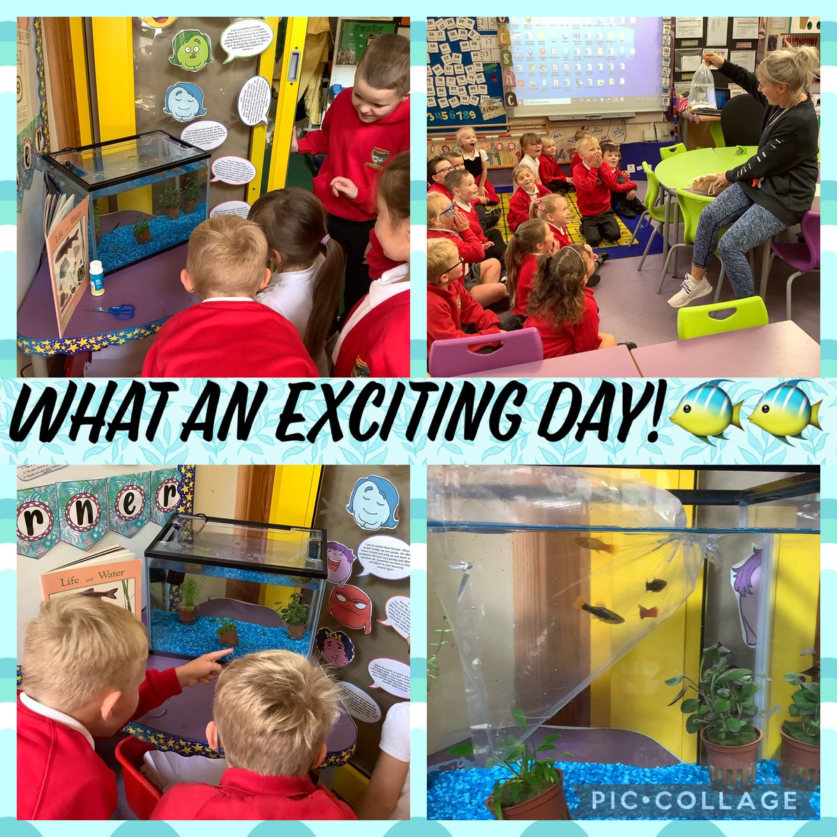 MrsHLeeY56's tweet photo. Something amazing happened today in dosbarth 5… the arrival of 4 baby goldfish🐠🐠 we cannot wait to look after them and learn all about them🌟 thank you so much ⁦@misssjones95⁩ we have been mesmerised by these little beauties all day🐠🐠 ⁦@MrsFreeman95⁩ https://t.co/Ouwo7Fo1PA