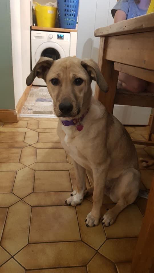 CALLING OUR WELSH COMMUNITY! AVA is 7 mo & is up for adoption in the Pontypool NP4 area. She is a joyful & active dog who would love a home where there are lots of adventures to be had. She is clever, full of spirit with an expressive face. An active home is a must. Please RT!