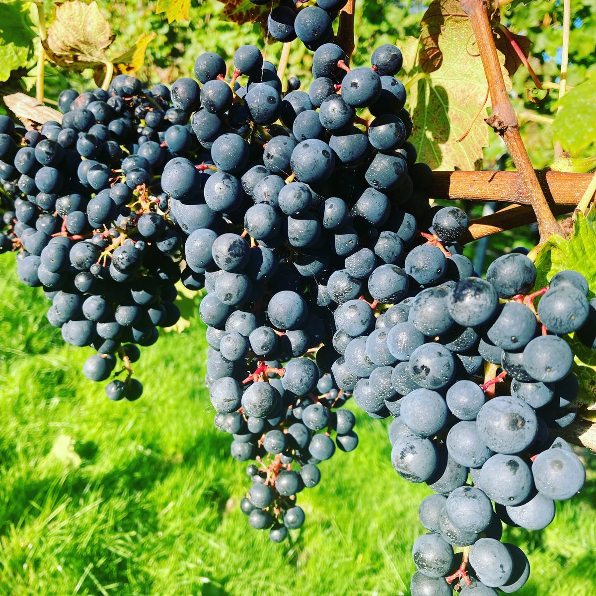 Regent grapes soaking up the sun this afternoon. Getting closer to harvest #winesofthewestcountry #yeovalley #suttonridge