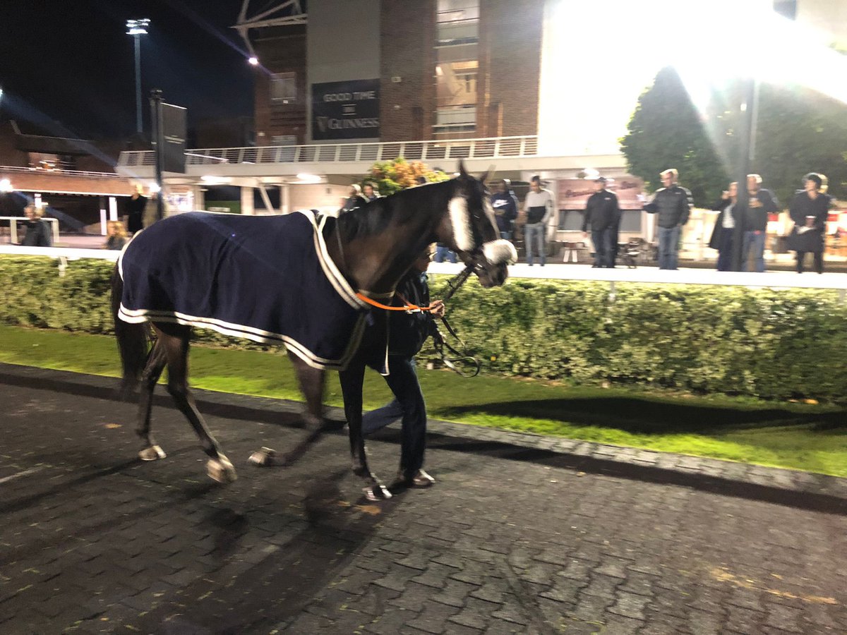 SPearce_Racing's tweet photo. Full Intention ready to go at @kemptonparkrace in the 7.30pm! #comehomesafe #runwell #racehorse #horseracjng #eveningmeet #nightracing #floodlights #2runners Stage Lights runs int division II in the 8.30pm @kemptonparkrace. https://t.co/wBVVU3dIGK