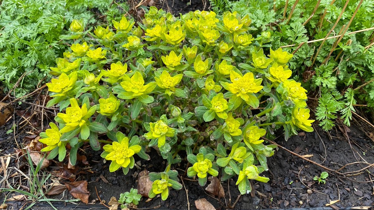 greengategarden's tweet photo. Looking for Cushion Spurge (Euphorbia polychroma) this past spring? We have some in stock now! This spring garden cutie, blooms in April/May in full sun/part shade &amp; grows 18"h x 16"w. Perennials can be planted in fall. If the ground can be worked, you can plant. #yycfall #yycnow https://t.co/LGYHpGlLjO