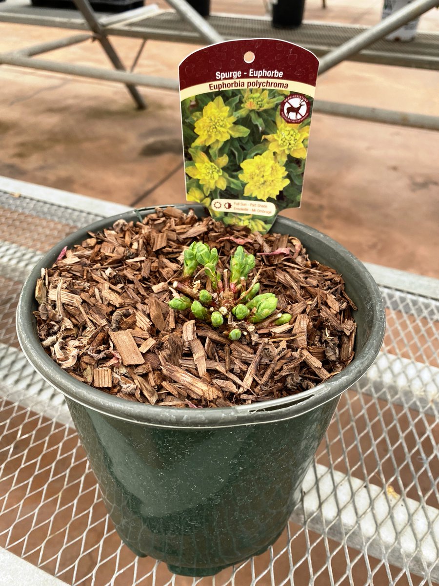 greengategarden's tweet photo. Looking for Cushion Spurge (Euphorbia polychroma) this past spring? We have some in stock now! This spring garden cutie, blooms in April/May in full sun/part shade &amp; grows 18"h x 16"w. Perennials can be planted in fall. If the ground can be worked, you can plant. #yycfall #yycnow https://t.co/LGYHpGlLjO