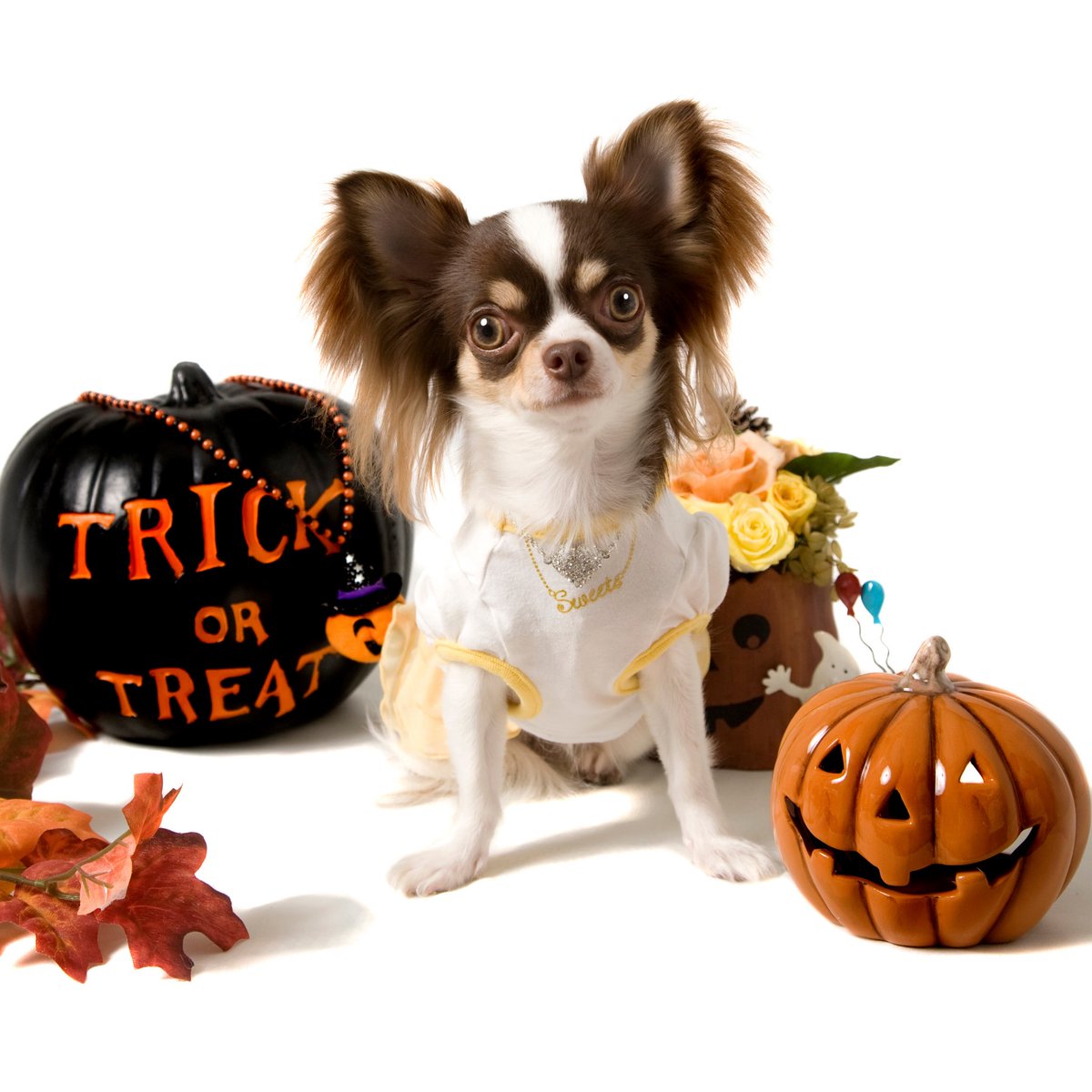 maventracker's tweet photo. Only 25 days until Halloween!! 🎃😱 We would love to see and feature your furry friend in a Halloween costume on our page on the 31st! Tweet us your pictures 👻 ⁣
⁣
#MavenTracker #Halloween #HalloweenDog https://t.co/sAZBrCnGmn