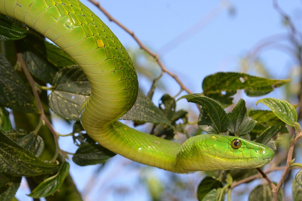 privtechy's tweet photo. Took this photo a couple of years back, what a beauty #herp #greenmamba #herpotology #snke #venom #wildlife #wildearth #photo #photographer #photography https://t.co/Rkdmm7eKYl