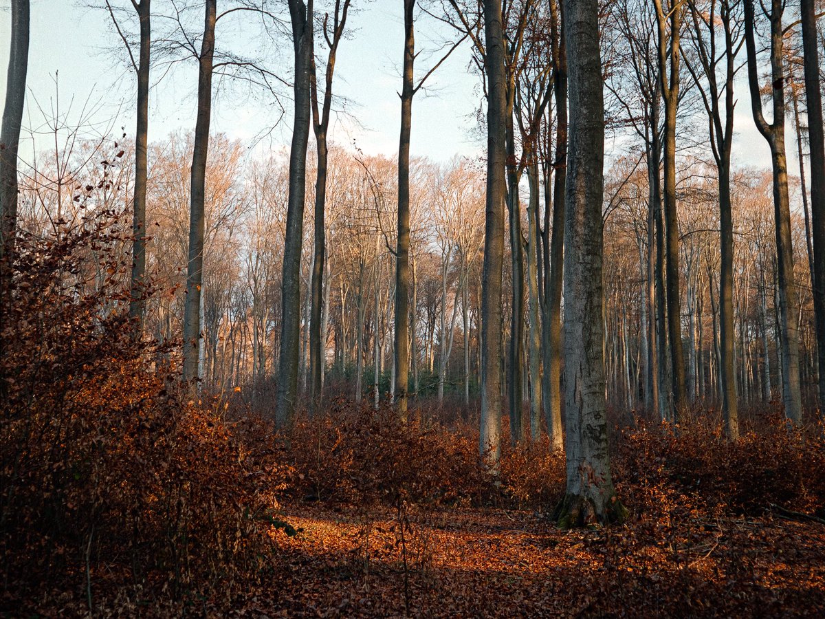raoulfilm's tweet photo. the film 🎞 the photos 🍂 https://t.co/g8qlKwGiCh