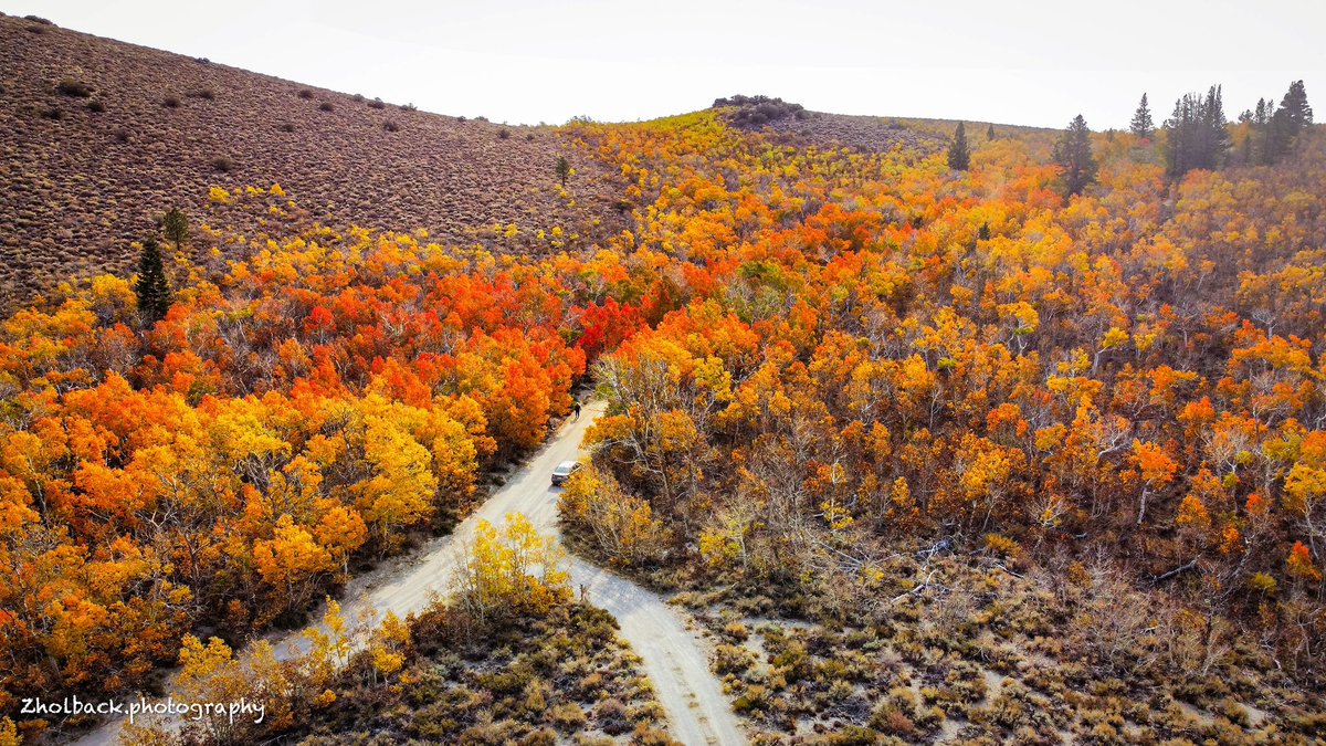 Amazing fall colors all over Sagehen Summit 
.
.
.
.
 #mountains #explore #adventure #travel #nature #fall #fallvibes #fallcolors #aspen #sagehensummit #canon #canonphotography #mountains #visitgoldcountry #views #color #leaf #visitcalifornia #monocounty