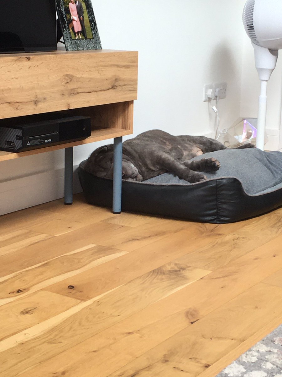 bellaboobies22's tweet photo. I can confirm I was totally comfs!!! #sharpei #bluesharpei 💤 https://t.co/9BLhKD8Wgg