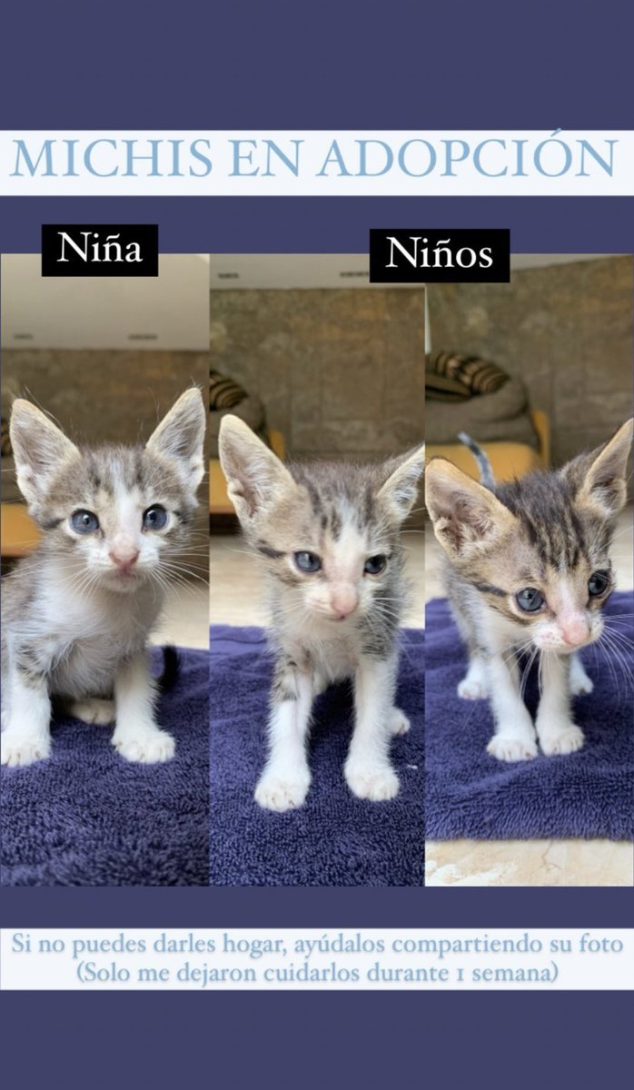 valeriahd98's tweet image. Hola una amiga consiguió estos gatitos bebés en la vereda🥺, ayuden a compartir para que consigan pronto un hogar💙 en Maracaibo