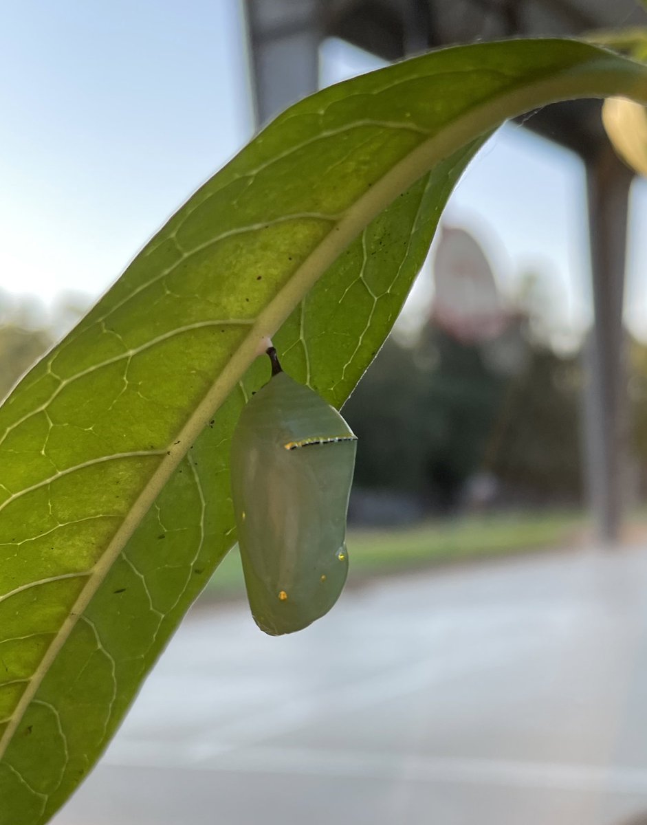 IrshadRTGG's tweet photo. All four stages of a monarch butterfly in one day! Our tagged monarch is ready for his trip to Mexico 💚🦋 #GardenDay #TaggingMonarchs @SBISD @readygrowgarden @MrsRootFWE https://t.co/EtGQSQhIEs