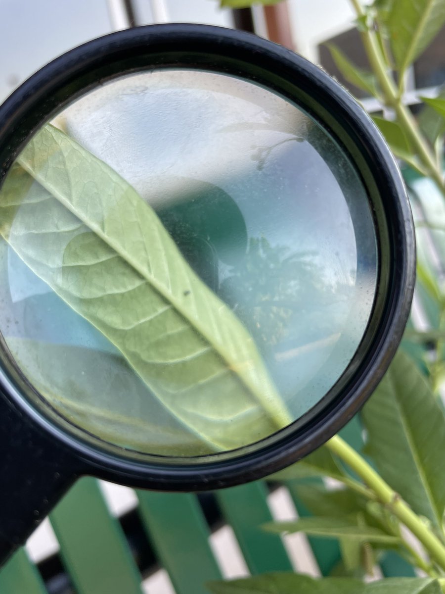 IrshadRTGG's tweet photo. All four stages of a monarch butterfly in one day! Our tagged monarch is ready for his trip to Mexico 💚🦋 #GardenDay #TaggingMonarchs @SBISD @readygrowgarden @MrsRootFWE https://t.co/EtGQSQhIEs
