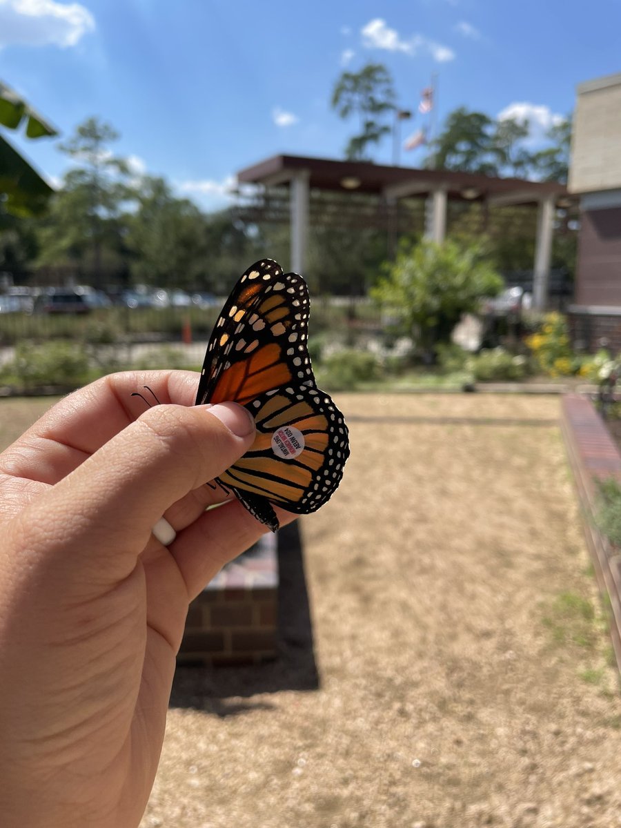 IrshadRTGG's tweet photo. All four stages of a monarch butterfly in one day! Our tagged monarch is ready for his trip to Mexico 💚🦋 #GardenDay #TaggingMonarchs @SBISD @readygrowgarden @MrsRootFWE https://t.co/EtGQSQhIEs