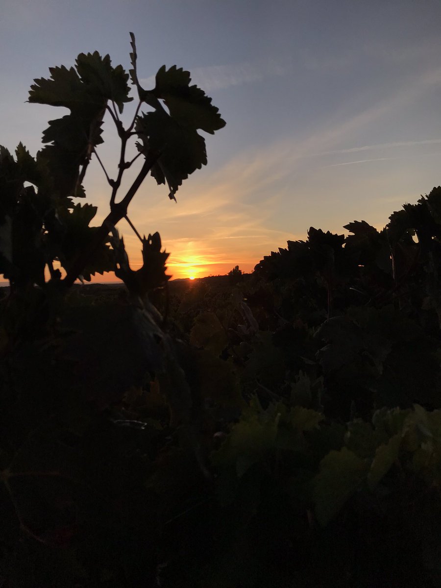 cesargdolano's tweet photo. Atardecer de vendimias…Seguimos! #sinfiltros #Laguardia #Euskadi https://t.co/KYESZHeptI