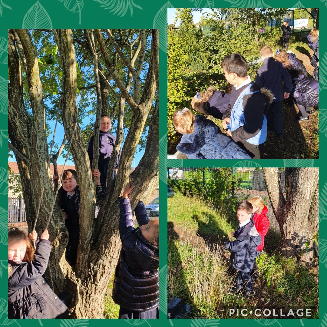 HolytownPS's tweet photo. Room 3 loving learning all about acorns and oak trees, before exploring the trees in our garden and playgrounds. #outdoorlearning #sciencelifecycles #exploreandplay https://t.co/iq1cfxRFDn