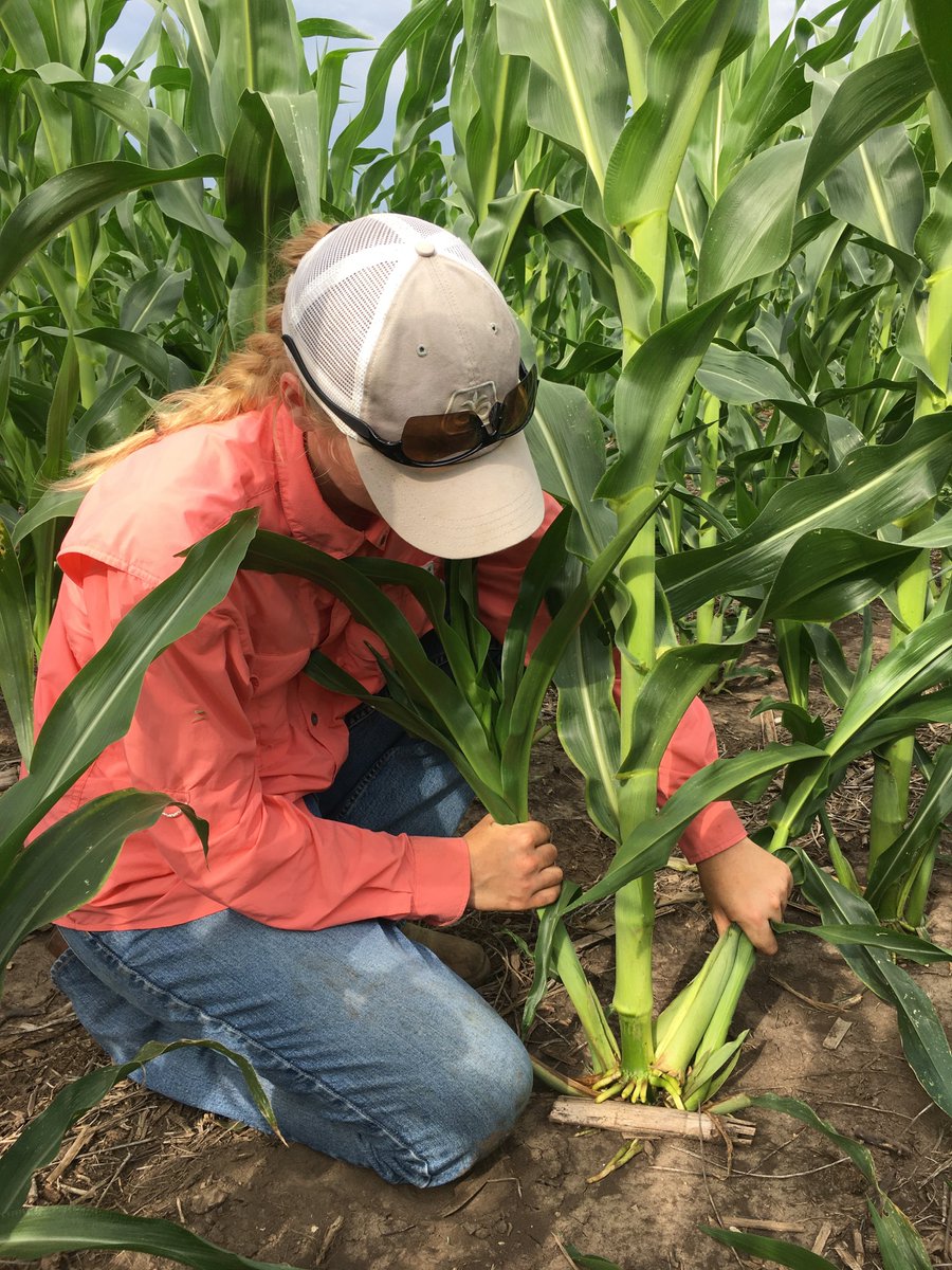 Researchers at <a href="/KStateAgron/">K-State Agronomy</a> <a href="/CiampittiLab/">Ciampitti Lab</a> offer new evidence that corn tillering does not reduce yields in a state-wide study consisting of 10-site years.

#OpenAccess

doi.org/10.1002/csc2.2…

@rachel_veenstra 
@KSUCROPS
<a href="/LucasAHaag/">Lucas Haag</a>
<a href="/DanBerning/">Dan Berning</a>
<a href="/paulcagronomist/">Paul Carter</a> 
<a href="/kscorn/">Kansas Corn</a>