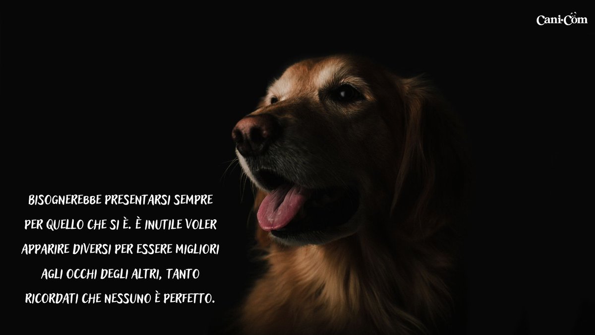 Cani_com's tweet photo. La semplicità non porta maschere. 🐶❤ #cani_com #amiciaquattrozampe https://t.co/IdyMHvvG8D