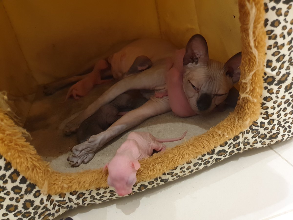 AA__Wright's tweet photo. My sisters little beauty #kitana just had #sextuplites (6 kittens)!! We now have a huge family of #sphynx cats in the house 🥳🥳 https://t.co/pNHDXuOPVm