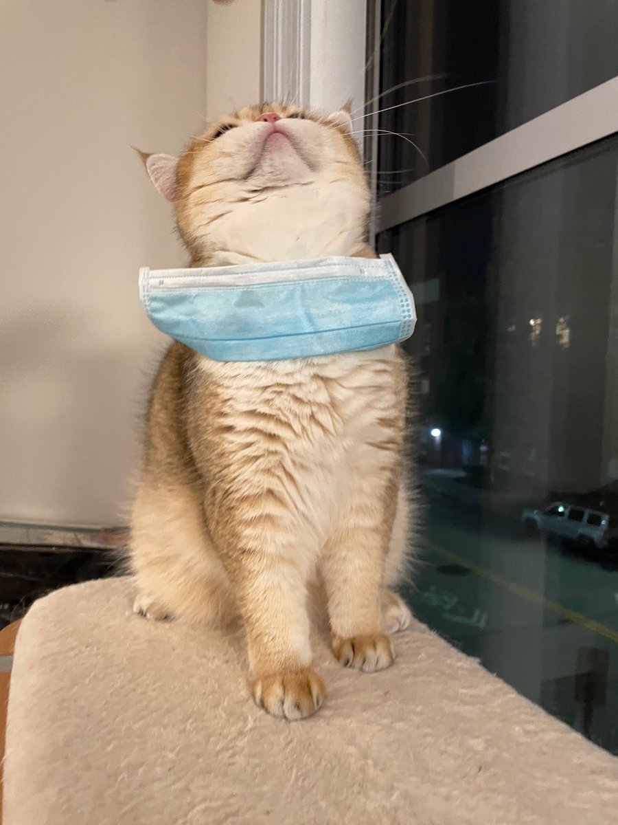 zhizhi_bg's tweet photo. I need a mask, but not this ugly one. I want a fancy one 🙃 #BrithshGolden #BritishShortHair #BritishShort #CatLife #CatsOnTwitter https://t.co/riMlKl4JNB