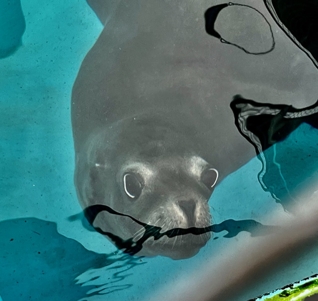 BarabanLab's tweet photo. On Oct 6th 2020, a group of veterinarians, neurosurgeons and scientists gathered to xenotransplant porcine #MGE cells into an epileptic sea lion named @Cronutt1.  Today, one year later Cronutt lives a "seizure free, no side effects" life /1 https://t.co/42SrqIzHUC