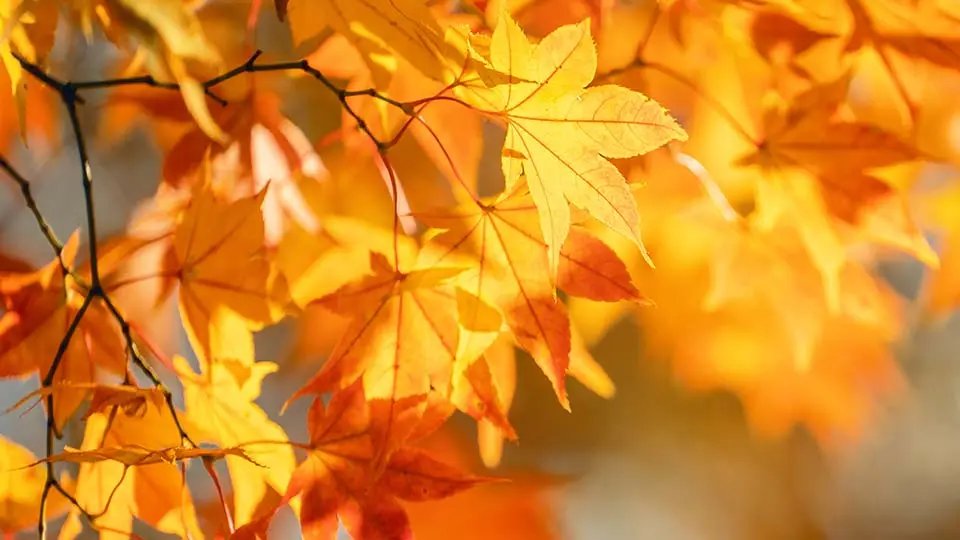 _ShipWise's tweet photo. I'm falling for DesktopShipper. #autumn #falling4you https://t.co/XPRzKV60Ba