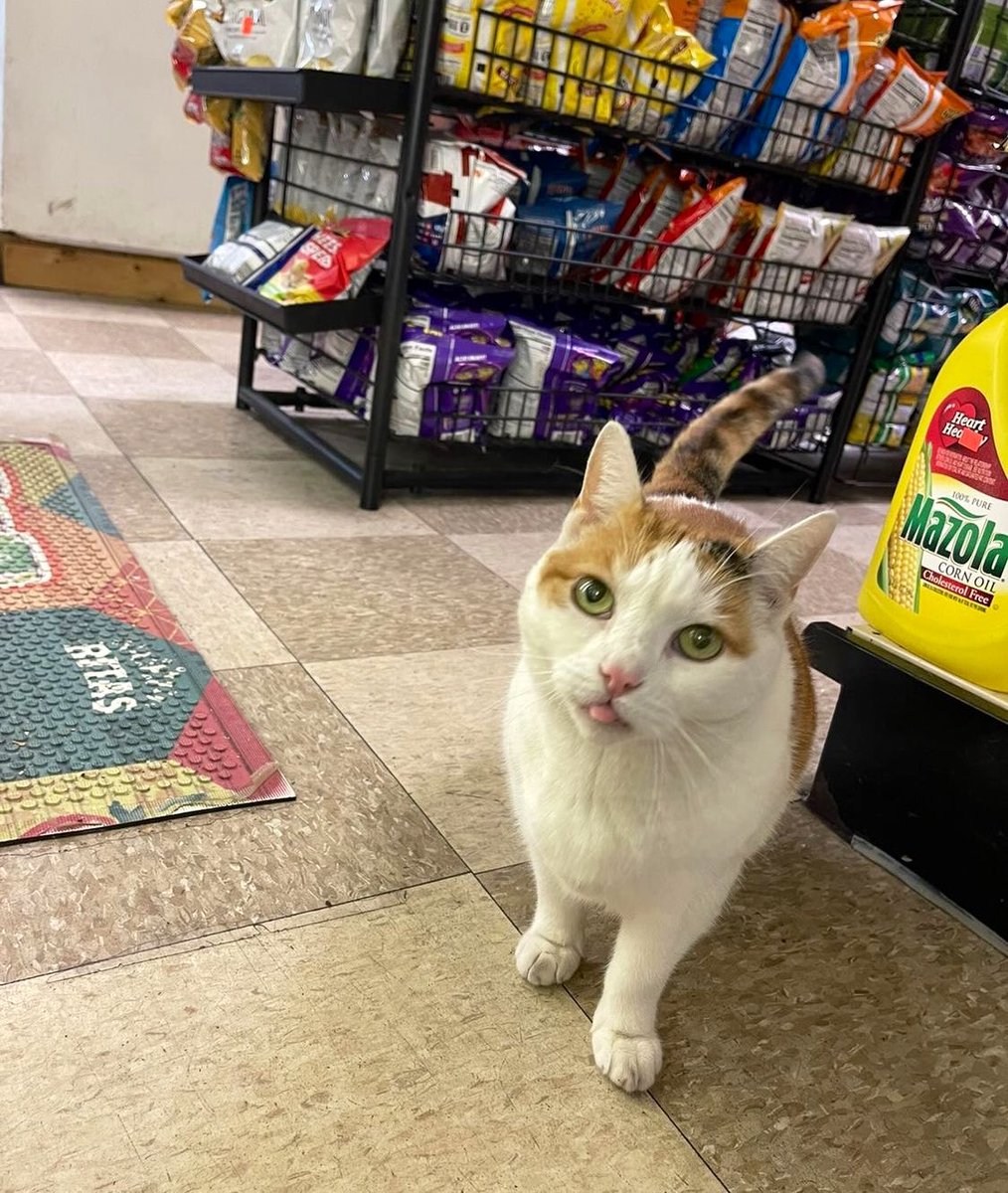 Bodega Cats tweet media