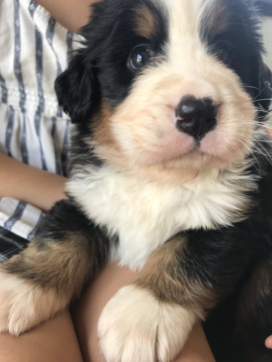 タグ いぬのきもち の注目ツイート メガとんトラック タグ いぬのきもち の注目ツイート メガとんトラック