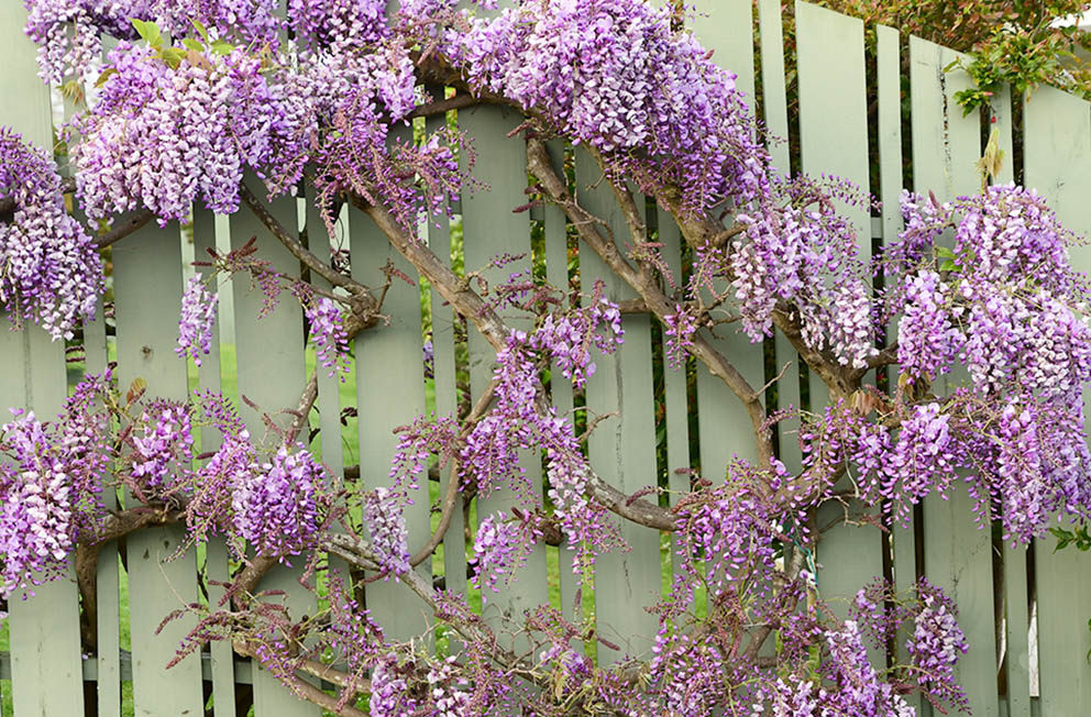 Wisteria... Love the colours 💜💜💜
#wisteria #DevonportNZ #ourAKL #VisitAuckland #DevonportVillage #NikonNZ #spring
