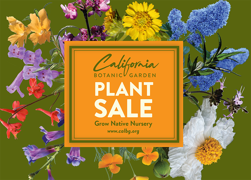 calbg_gnn's tweet photo. Grow Native Nursery re-opens for in-person shopping this October!

Public Opening: Sunday, October 17 from 8 AM - 5 PM with limited capacity, so there may be a line to get in.

Masks are required - thank you for your cooperation!

More info: https://t.co/jMMHNPGpeq https://t.co/2PMSNwqyiD