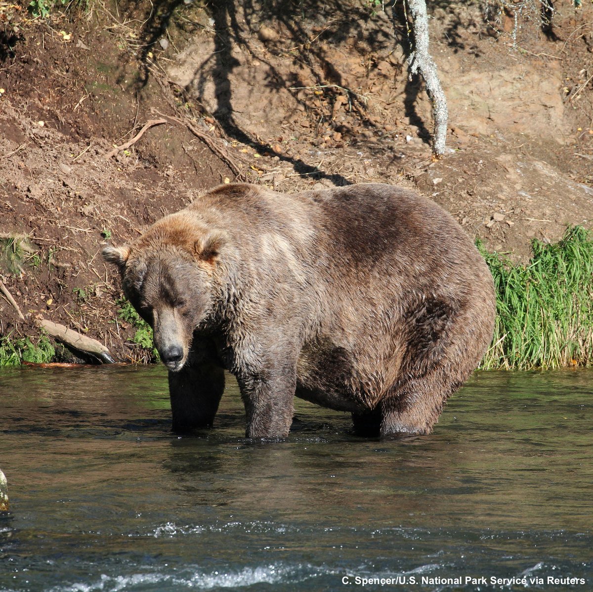 ABC's tweet photo. 480 Otis was declared the winner of Fat Bear Week, an online competition that celebrates the bears' pre-hibernation weight gain from late June to October. https://t.co/3RWKq5PRxA https://t.co/8tiKQgO8B8