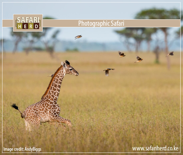 SafariHerd's tweet photo. Photographic Safari
We offer #photographicsafaris to the most interesting parts of #Kenya and the #EastAfrica frontier for professional #Photographers. Talk to us today to help you plan. https://t.co/PxtpSw3s1x https://t.co/JpOqoqqO4L