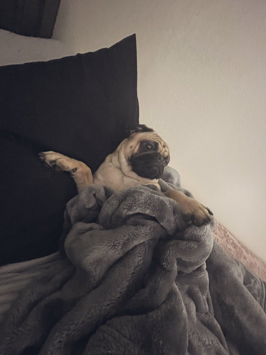 _BEC____'s tweet photo. Like ones too fat for her cat tree, ones acting like she owns this place and the other just does wtf he wants. https://t.co/2wYeAvr09F