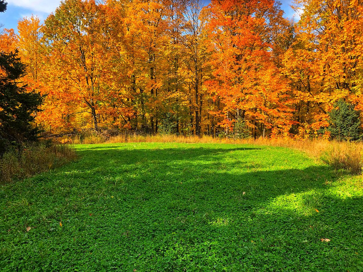 Ani_Logics's tweet photo. You have to love those fall colors mixed with the green of a perfect clover field! #fallcolors #fieldsofgreen #seedsofscience https://t.co/k0cl0R9dtq