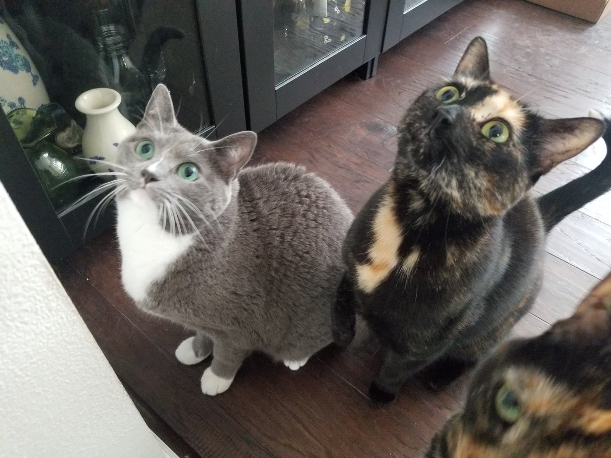 RedRabbitKnits's tweet photo. @thatellykat They miss you too https://t.co/h5FVo8oIRw