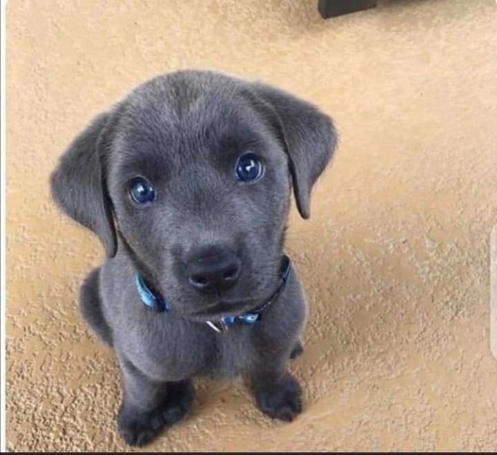 Luba lika Trey tweet media