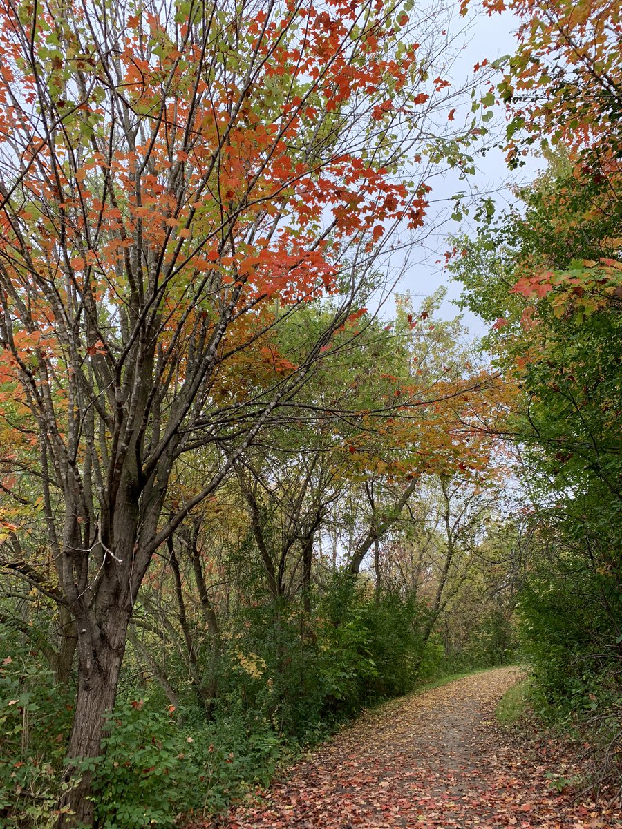 MissAColgan's tweet photo. ELC’s enjoying a beautiful fall day! We love learning in nature 🍂 https://t.co/qkdg2vFg2P