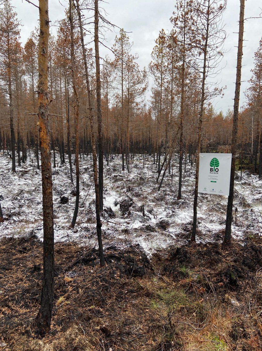 BioRaiser's tweet photo. We've begun research in a forest fire burn area. Working on determining BioRaiser's ability to speed up the recovery process in affected soil and plant life. Restoring this natural carbon sink is a main goal for us and our partner @DataSenseFi. #BioRaiser #forestfire https://t.co/2VA6q4Z8bF