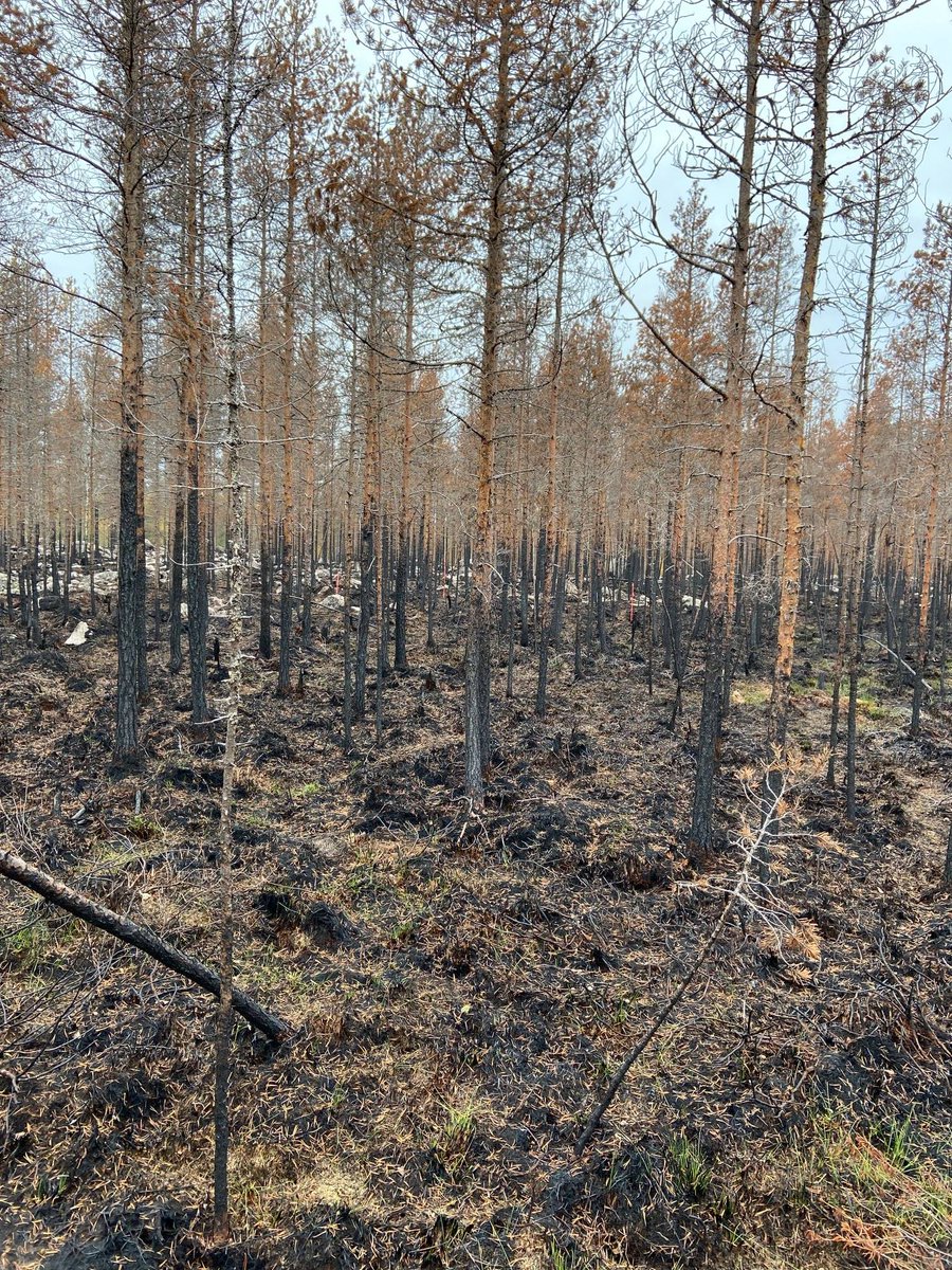 We've begun research in a forest fire burn area. Working on determining BioRaiser's ability to speed up the recovery process in affected soil and plant life. Restoring this natural carbon sink is a main goal for us and our partner <a href="/DataSenseFi/">Datasense</a>. #BioRaiser #forestfire