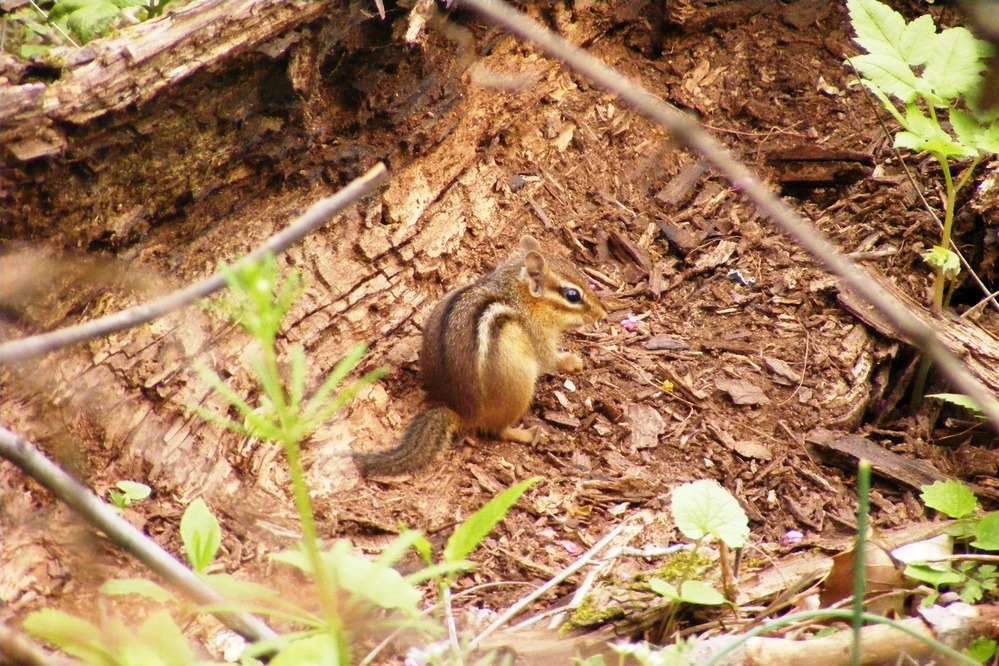 CrystalCaveWI's tweet photo. Did you know that chipmunks can gather up to 165 acorns a day? Just like other squirrels, they will hoard lot of nuts for the winter! #CrystalCaveWI #WildlifeWed #Nature #Chipmunk https://t.co/MczX9wFqxL