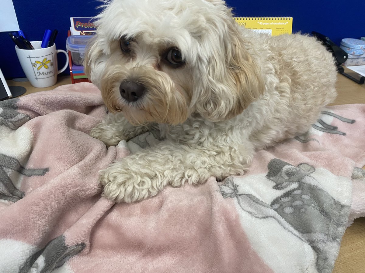 RacemeadowDog's tweet photo. Such a hard life being a school dog! https://t.co/vqJPKJ03P3