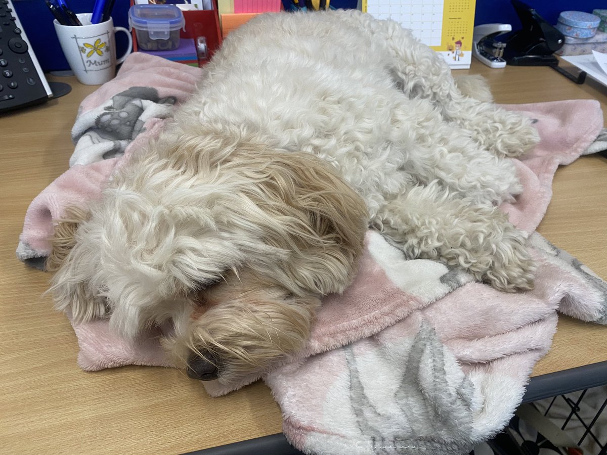 RacemeadowDog's tweet photo. Such a hard life being a school dog! https://t.co/vqJPKJ03P3