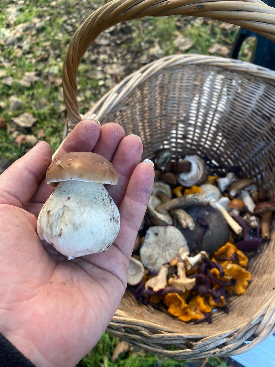 TotallyWildUK's tweet photo. With snaps from our many different foragers coming in we can see the lovely varieties from across the UK. Identifying and understanding mushrooms in their habitats is of the utmost importance.
https://t.co/8XqflNVXst
#mushroomseason2021 #wildmushrooms #ukforaging https://t.co/gA1AzD3eVN