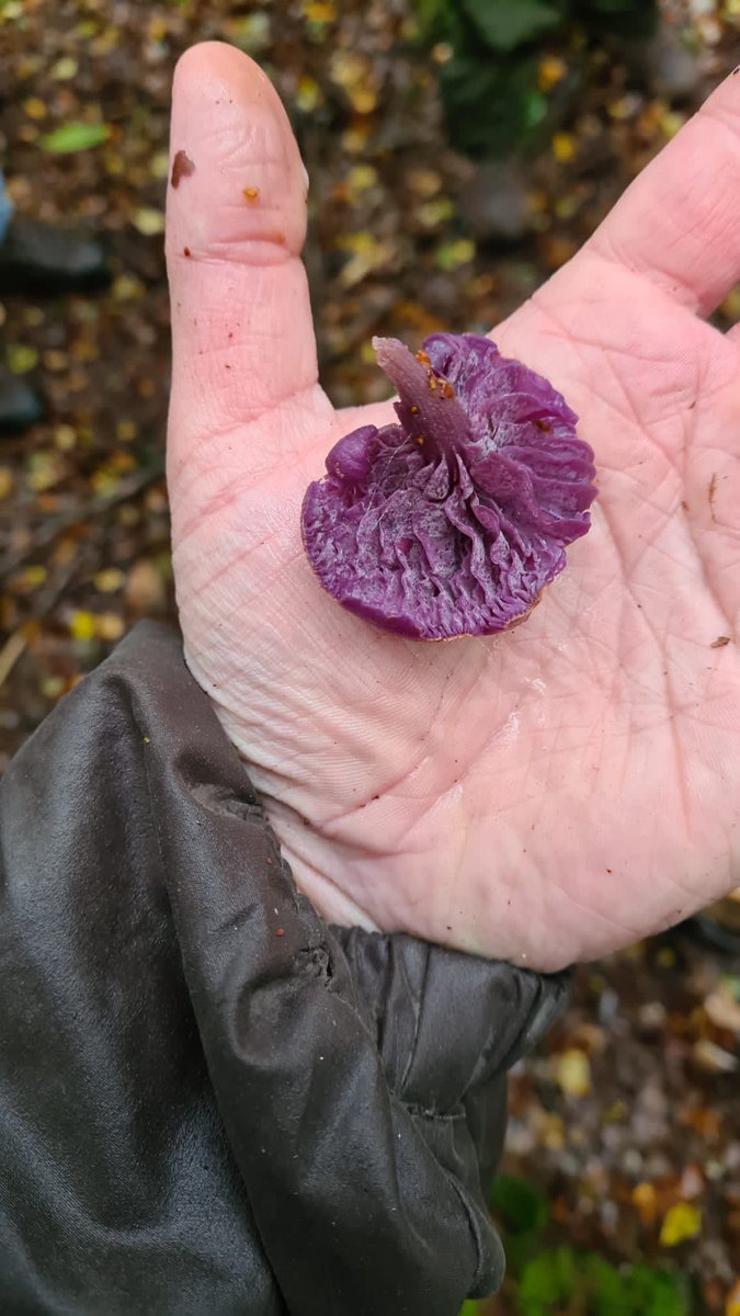 TotallyWildUK's tweet photo. With snaps from our many different foragers coming in we can see the lovely varieties from across the UK. Identifying and understanding mushrooms in their habitats is of the utmost importance.
https://t.co/8XqflNVXst
#mushroomseason2021 #wildmushrooms #ukforaging https://t.co/gA1AzD3eVN