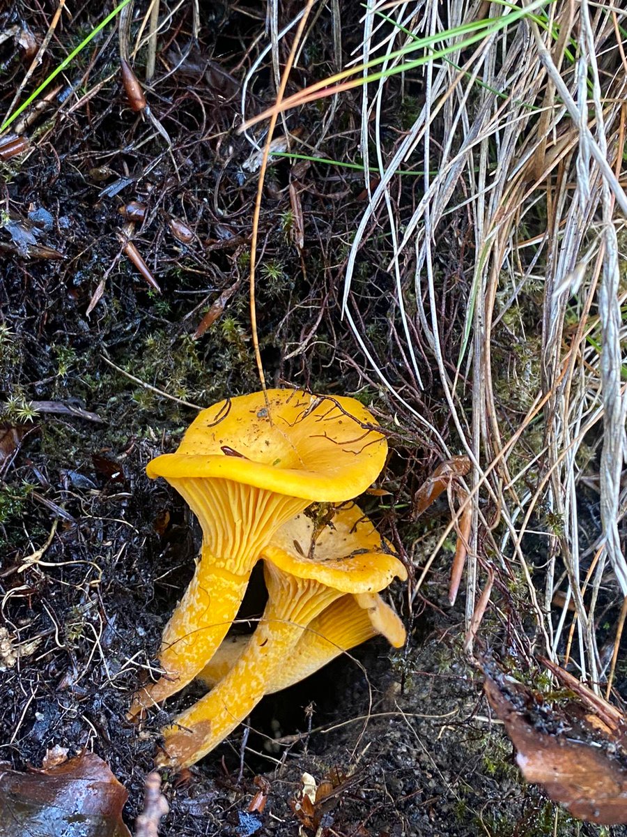 TotallyWildUK's tweet photo. With snaps from our many different foragers coming in we can see the lovely varieties from across the UK. Identifying and understanding mushrooms in their habitats is of the utmost importance.
https://t.co/8XqflNVXst
#mushroomseason2021 #wildmushrooms #ukforaging https://t.co/gA1AzD3eVN