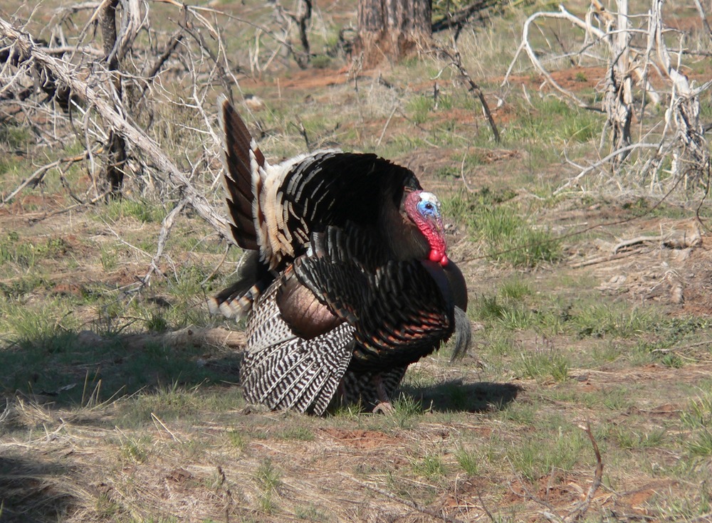 CrystalCaveWI's tweet photo. Turkey's might not look like it, but turkeys are actually pretty fast! Turkeys can run up to 18 mph on the ground and can fly up to 50 mph! Now that's a fast bird! #CrystalCaveWI #WildlifeWed #Turkey https://t.co/hiT5tNKVum