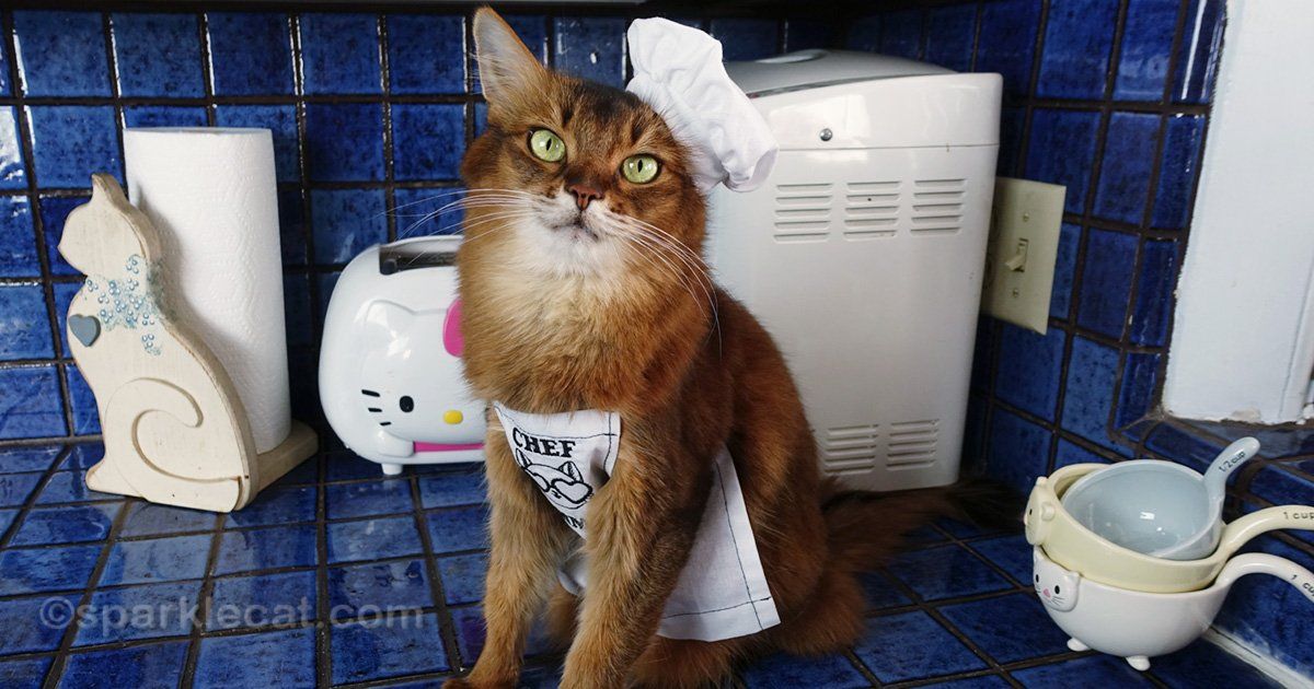 sparklecat's tweet photo. My human loved hunting down all these fun and unique kitty-style accessories: https://t.co/IvB4GnqrnK #catsoftwitter #kitchencat #catlovers https://t.co/8DPvmdq3Ow