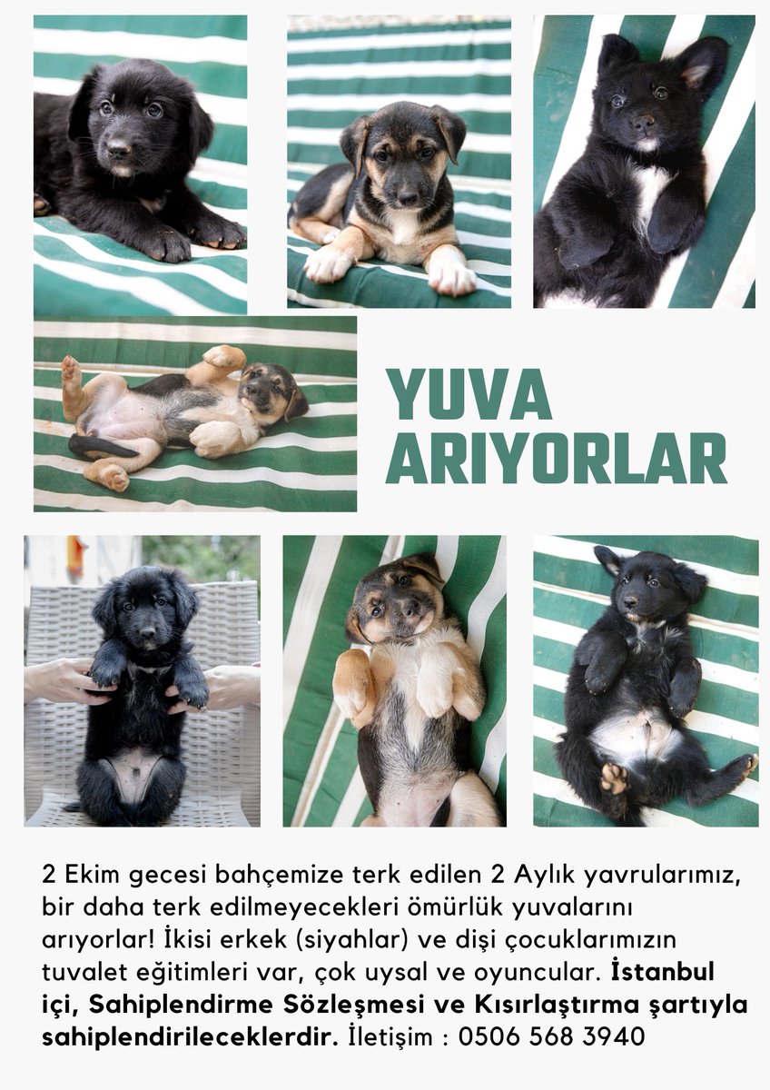 cananalpak's tweet photo. Merhaba, 2 Ekim gecesi evimizin bahçesine terk edilen ve henüz 2 aylık olan bu üç yavruya bir daha terk edilmeyecekleri ömürlük yuvalarını arıyoruz. 
İstanbul içi sahiplendirileceklerdir,
İletişim : 0506 568 3940 
Paylaşım desteği lütfen 
@haysevder🐾
#satinalmasahiplen https://t.co/AhWArMfw6w