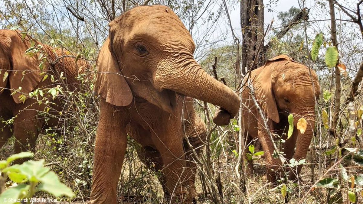 At our Nursery, Esoit is learning what plants to forage from the fresh variety in the forest and how and where to dig for tasty roots. These are both survival skills that will stand him in good stead when he's older and ready to return to the wild.