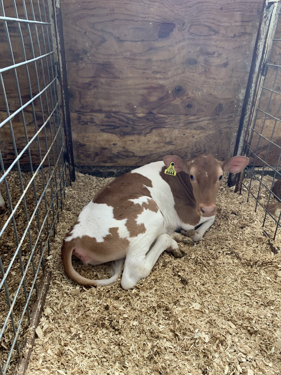 farmcredit's tweet photo. Thank you for joining @FCEast for the #FarmCreditTakeover with Coon Family Farm! Today and every day, #FarmCredit is proud to support multi-generational family farms that run their operation with sustainable conservation and profitability practices! 🐮🚜🐄 https://t.co/QIElJMwCcO