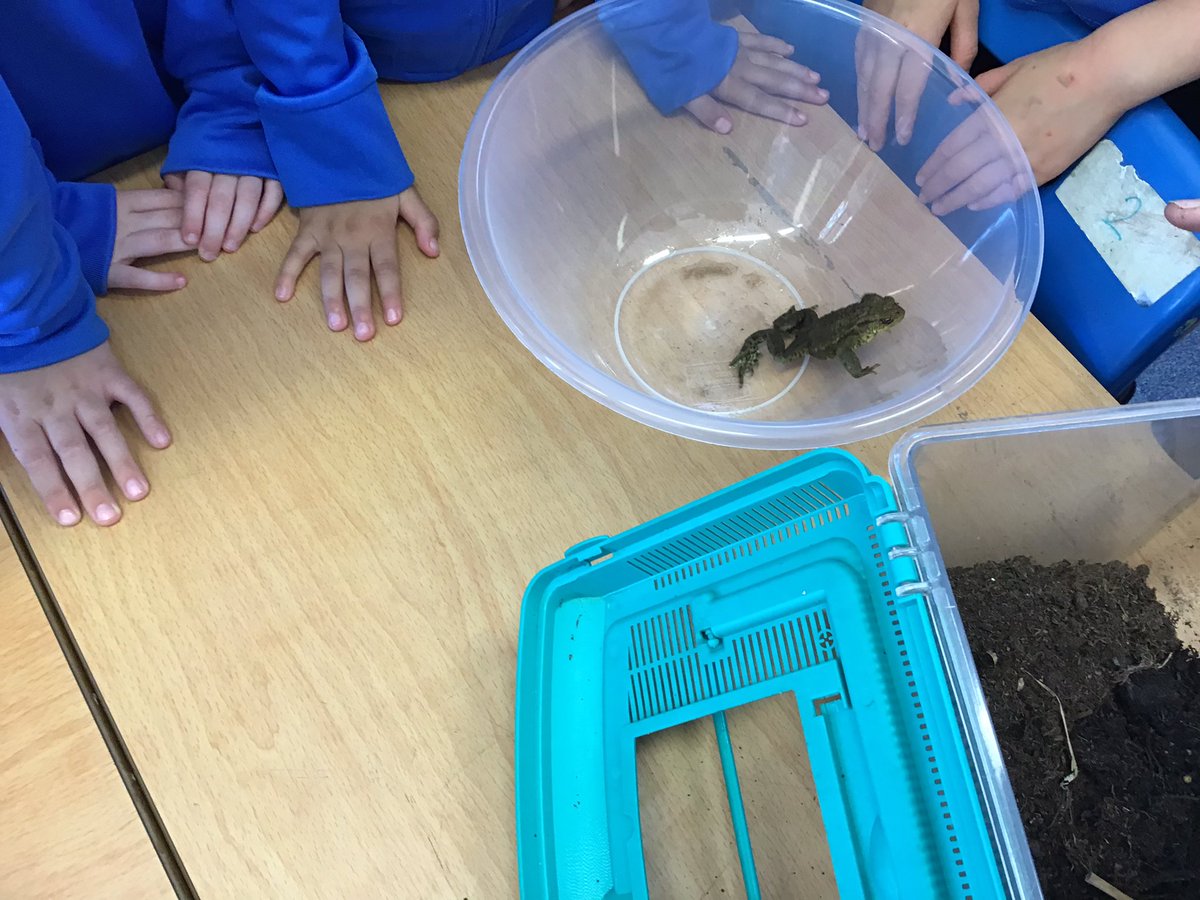 Meerkats Class Sidlesham Primary School tweet media